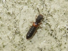 Anotylus insecatus
