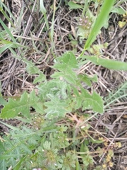 Sisymbrium polymorphum