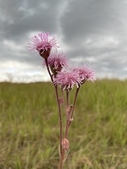Campuloclinium macrocephalum