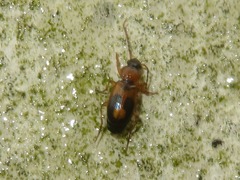 Badister lacertosus
