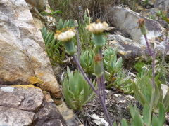 Curio crassulifolius