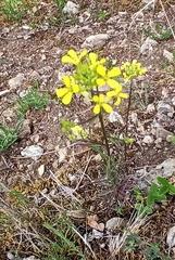 Erysimum crepidifolium