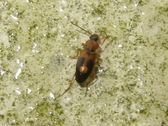 Badister lacertosus