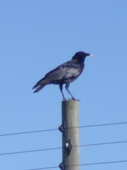 Corvus capensis capensis
