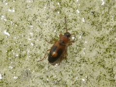 Badister lacertosus
