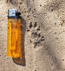 Herpestes pulverulentus