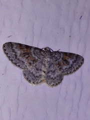 Hydrelia lucata