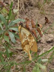 Papilio dardanus cenea