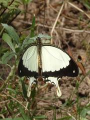 Papilio dardanus cenea
