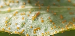 Puccinia sii-falcariae