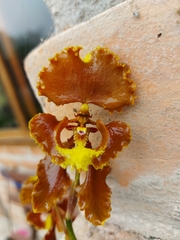 Cyrtochilum serratum