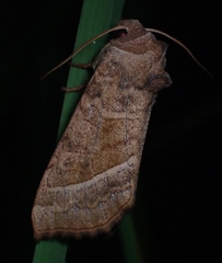 Hydraecia immanis