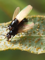 Puccinia sii-falcariae