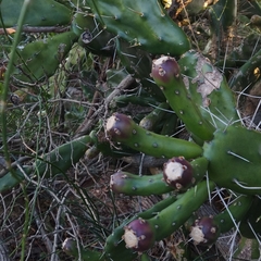 Opuntia arechavaletae