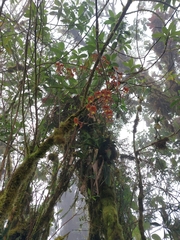 Cyrtochilum serratum