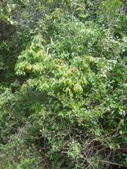 Cordia caffra