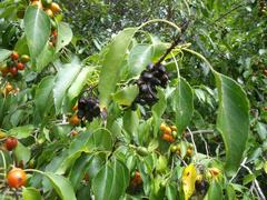 Cordia caffra