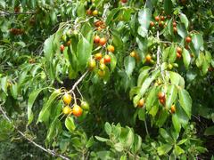 Cordia caffra