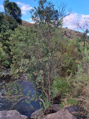 Bowkeria verticillata