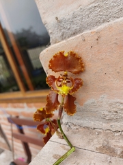 Cyrtochilum serratum