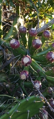 Opuntia arechavaletae