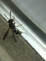 Ancistrocerus catskill