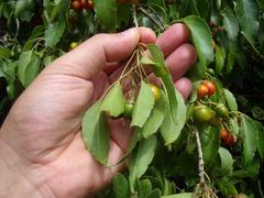 Cordia caffra