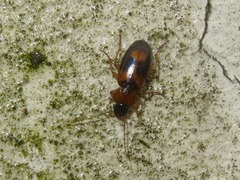 Badister lacertosus
