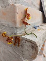 Cyrtochilum serratum