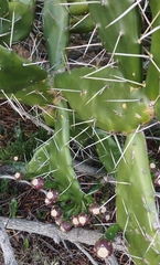 Opuntia arechavaletae