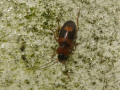 Badister lacertosus