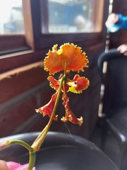 Cyrtochilum serratum