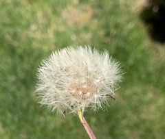 Taraxacum
