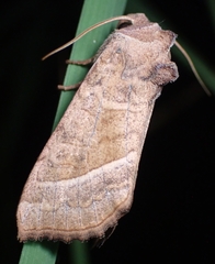 Hydraecia immanis