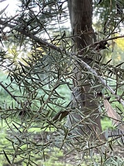 Podocarpus totara
