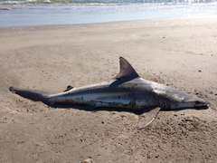 Carcharhinus limbatus