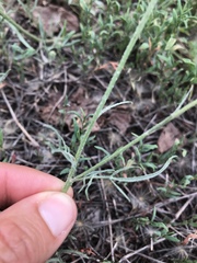 Scorzonera laciniata