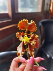 Cyrtochilum serratum