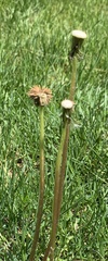 Taraxacum