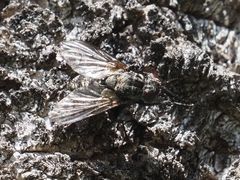 Triarthria setipennis