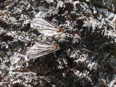 Triarthria setipennis