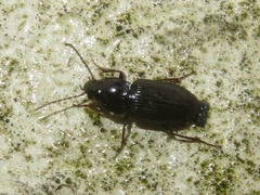 Pterostichus vernalis