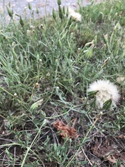 Scorzonera laciniata