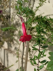 Cantua