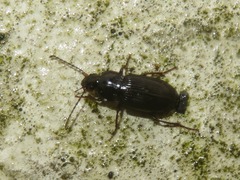 Pterostichus vernalis