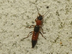 Paederus riparius