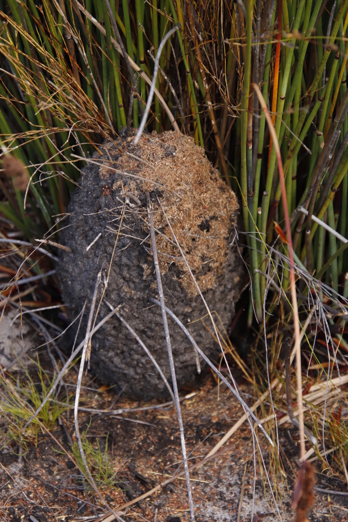 Black Cocktail Ant