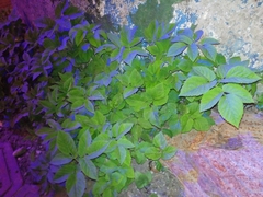 Aegopodium podagraria