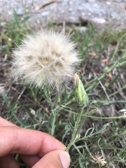 Scorzonera laciniata