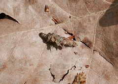 Canephora hirsuta